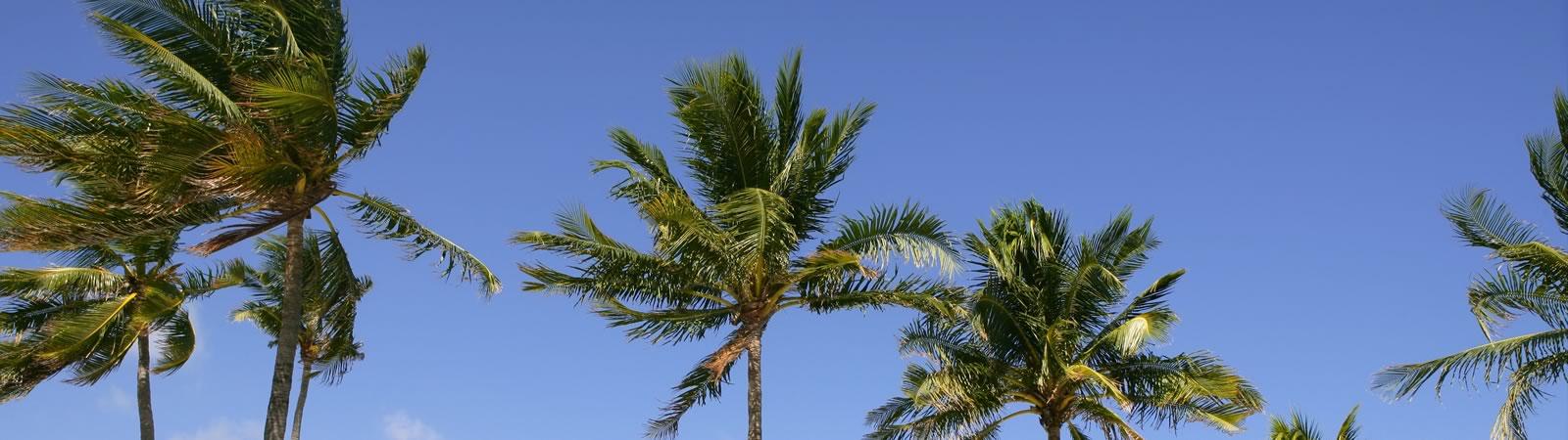 Calla Legal - Palm Beach Gardens